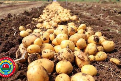 Seyitgazi’de Patates Üreticisine Müjde: Agria Tohumları Stoklarda!