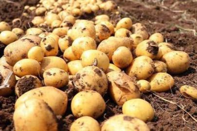 Seyitgazi’de Üreticinin Beklediği Agria Patates Tohumu Stoklarda!
