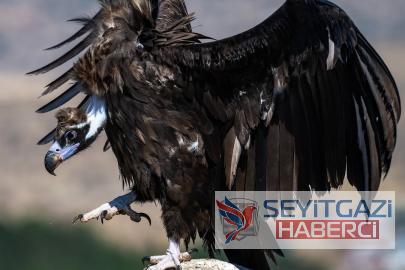 SEYİTGAZİ ORMANLARININ GİZEMLİ DEVİ: Avrasya’nın En Büyüğü Bizim Dağlarımızda Yaşıyor!