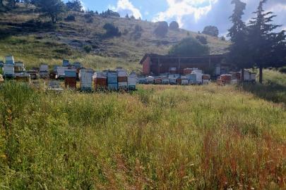 KENDİNİ ARILARINA ADADI!  Hem Stres Atıyor Hem Üretiyor: Tarık Öğretmenin 36 Yıllık Arıcılık Sevdası