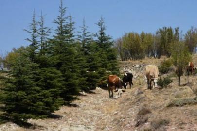 Seyitgazi’de Orman Sınırı Düzenlemesi: Cevizli ve Derebenek’te Yeni Dönem!