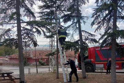 Ağaçta Mahsur Kalan Yavru Kedi İçin İtfaiye Seferber Oldu